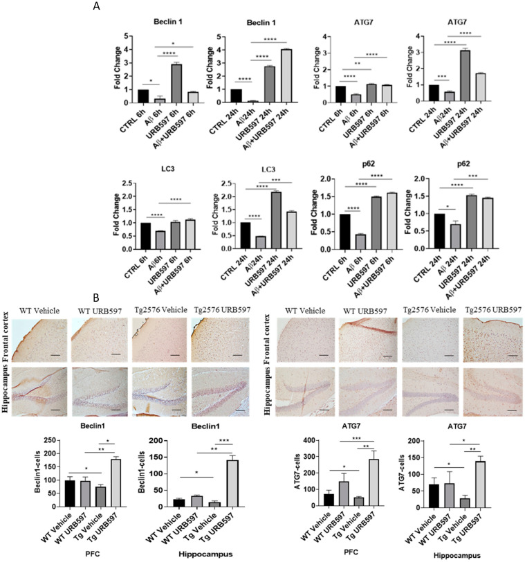 Analysis of mRNA expression of factors involved in the autophagic process. (A) mRNA expressions were evaluated by qRT-PCR at 6 h and 24 h of Atg7, BECN1, Lc3, and SQSTM1/p62. Data are shown as the mean ± SD from three independent experiments performed in triplicate. Expression profiles were determined using the 2−ΔΔCT method. Significance levels were denoted as follows: * p < 0.05, ** p < 0.01, *** p < 0.001, **** p < 0.0001. (B) Immunohistochemical analysis (Ematoxillin and DAB chromogen) in sagittal sections of vehicle-treated WT and Tg2576 experimental groups and WT and Tg2576 treated with URB597. The images show ATG7- and BECN1-positive cells in PFC and hippocampus. Analysis was performed by considering 4 10× magnification fields for both hippocampus and PFC, and the values were expressed as the mean ± SD of the total positive cells expressed in both of the brain regions from 6 independent experiments for each experimental group using an unpaired Student t test. Significance levels are indicated as follows: * p < 0.05, ** p < 0.01, *** p < 0.001. (C) Immunohistochemical analysis (Ematoxillin and DAB chromogen) in sagittal sections of vehicle-treated WT and Tg2576 groups and WT and Tg2576 administered with URB597. The images show the LC3I-II- and SQSTM1/p62-positive cells in the PFC and hippocampus. Analysis was performed by considering four 10× magnification fields from the hippocampus and PFC, and the values were expressed as the mean ± SD of the total positive cells expressed in both of the brain regions from 6 independent experiments for each experimental group, using an unpaired Student t test. Significance levels are indicated as follows: * p < 0.05, ** p < 0.01.