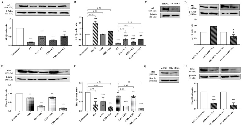 Crosstalk between ERα and AR for the combination of CBD with Exe in MCF-7aro cells. Effects of Exe (10 µM), CBD (5 µM), and their combination on AR protein levels, in the presence of ICI (100 nM; (A,B)) and after ERα knockdown (Figure (C,D)), and ERα protein levels, in the presence of CDX (1 µM; (E,F)) and after AR knockdown (Figure (G,H)). MCF-7aro cells were stimulated with T (1 nM) and treated with the Exe (10 µM), CBD (5 µM), or their combinations for 3 days. Cells treated only with T were used as control. For silencing, MCF-7aro cells were mixed with the siRNA desired and the transfection agent and further cultured in 6-well plates. In this case, cells treated with siRNA negative control (scRNA) were used as control, and (C,G), show that AR and ERα were silenced, respectively. A representative Western blot of AR, ERα, and β-actin, as well as the densitometric analysis of AR and ERα expression levels after normalization with β-actin levels, used as loading control, are presented. Statistically significant differences between treated cells and T are expressed as * (p < 0.05), ** (p < 0.01) and *** (p < 0.001), while differences between siRNA and scRNA, and ICI and ICI plus Exe, CBD or their combination are presented as # (p < 0.05), ## (p < 0.01) and ### (p < 0.001). The values presented in (B,F) are the ratio between the respective control and treatment. The original Western blots are represented in Supplementary Figure S1D–K.