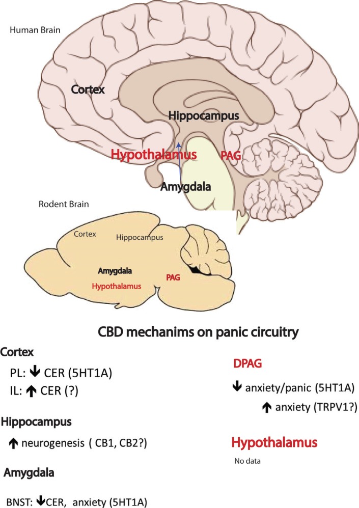 Possible neurobiology network brain sites involved in the mechanism of action of cannabidiol in panic disorder. CER: results based on Contextual Fear Conditioning test.