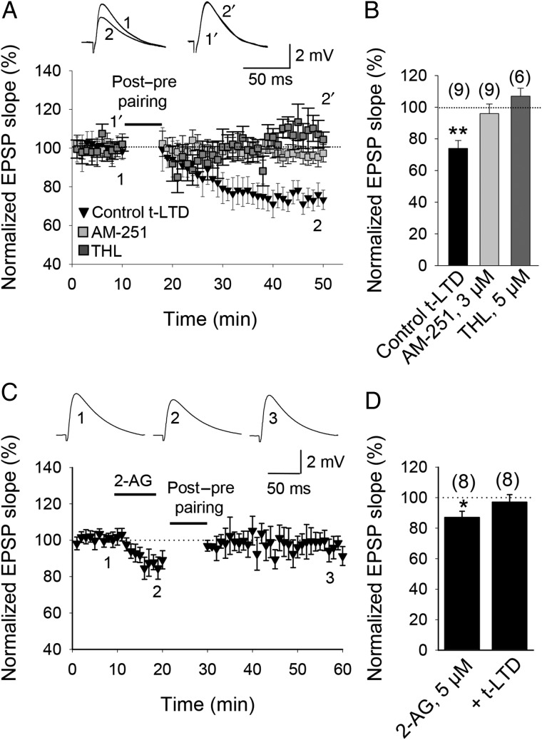 Cannabinoid receptor involvement in t-LTD. (A) t-LTD requires activation of CB1 receptors. Time course of t-LTD induction in control conditions (black symbols) and in slices treated with the CB1 receptor antagonist AM251 following post-before-pre pairing. Inset: Traces show EPSP before (1 and 1′) and 30 min after pairing (2 and 2′) in control slices (1 and 2) and in slices treated with AM251 (1′ and 2′). (B) Summary of results. Note that in the presence of THL, t-LTD was completely prevented. (C) 2-AG effect on EPSPs. After 2-AG t-LTD induction is prevented. Inset: Traces show baseline EPSP (1), after 2-AG (2), and 30 min after pairing (3). (D) Summary of results. Error bars are SEM. *P < 0.05, **P < 0.01, unpaired Student's t-test. The numbers of slices are shown in parentheses.