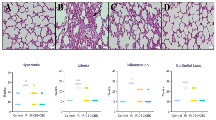 Histopathological assessment of rat lung tissues across the experimental groups revealed the following