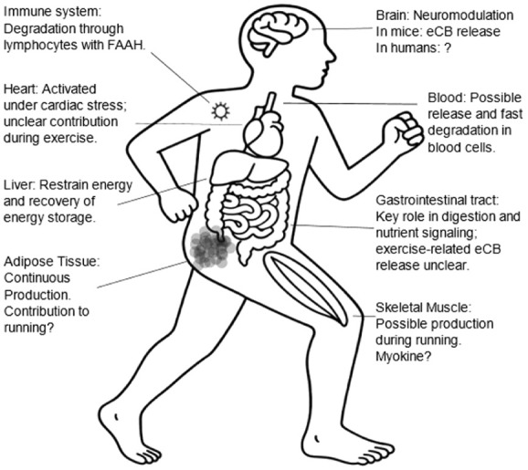 Skeletal muscle may show eCB production during running; muscle myokine.
