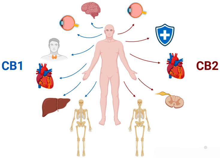 Representative image of the different body systems in which CB1 (cannabidiol receptor 1) and CB2 (cannabidiol receptor 2) receptors are present, playing a key role in activating the endocannabinoid system. CB1 is mainly present in the central nervous system and CB2 is mainly present in the peripheral nervous system and the immune system. Created by: Biorender.com.