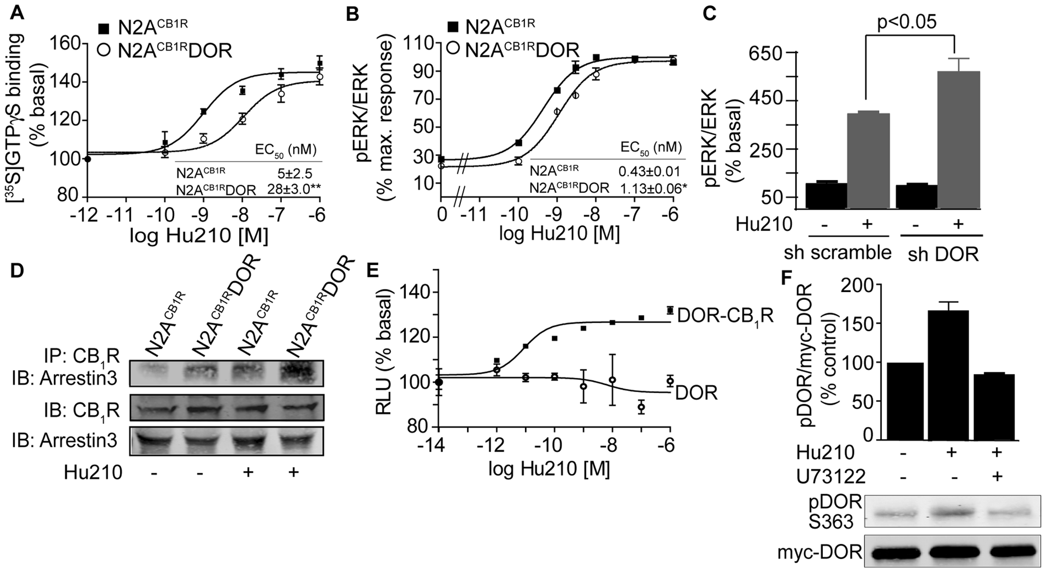 PLC-dependent arrestin3 association with CB1R-DOR complex. A, [35S]GTPγS binding assay in membranes from N2ACB1R and N2ACB1RDOR cells. Membranes (10 µg) were treated with indicated concentrations of the CB1R agonist Hu210. [35S]GTPγS binding was measured as described in Methods. EC50 and Emax values were calculated using GraphPad Prism software. Data represent Mean ± SEM (n = 3 independent experiments in triplicate). B, Dose-response of Hu210-mediated ERK phosphorylation in N2ACB1R and N2ACB1RDOR cells. Starved N2ACB1R and N2ACB1RDOR cells seeded in 24 well-plates were treated with indicated concentrations of Hu210 for 5 minutes. Cell lysates (30 µg protein) were analyzed by Western blotting and probed for the levels of pERK (1∶1000) and ERK (1∶1000) as described in Methods. IRDye 680 anti-rabbit and IRDye 800 anti-mouse were used as secondary antibodies (1∶10,000). EC50 and Emax values were calculated using GraphPad Prism software. Data represent Mean ± SEM (n = 3 independent experiments). *p<0.05 for N2ACB1RDOR vs N2ACB1R (t test). C, Effect of DOR down-regulation on ERK phosphorylation. F11 cells transduced with the DOR shRNA expressing lentivirus were starved for 4–6 h and treated with Hu210 (100 nM) for 5 min. Cell lysates (30 µg protein) were analyzed by Western blotting and probed for the levels of pERK (1∶1000) and ERK (1∶1000) as described in Methods. IRDye 680 anti-rabbit and IRDye 800 anti-mouse were used as secondary antibodies (1∶10,000). Data from 3 independent experiments is shown. *p<0.05 (t test). D, Examination of arrestin3 interaction with CB1R after Hu210 treatment. N2ACB1R and N2ACB1RDOR, starved for 4 hours were stimulated with 100 nM Hu210 for 5 minutes and cell lysates prepared as described in Methods. Lysates (30 µg protein) were subjected to either Western blotting using rabbit anti-CB1R (C-terminal 1∶500) and mouse anti-arrestin 3 antibodies (1∶500) or to immunoprecipitation using 1 µg of agarose-coupled anti-CB1R (C-terminal) antibody. Immunoprecipitates were probed for arrestin3 levels by Western blot using the mouse anti-arrestin 3 antibody. IRDye 680 anti-rabbit and IRDye 800 anti-mouse were used as secondary antibodies (1∶10,000). Representative of 3 independent experiments shown. E, Effect of Hu210 on arrestin recruitment. U2OS cells co-expressing ProLink/Enzyme Donor (PK)-tagged DOR and the Enzyme Activator (EA)-tagged arrestin3 fusion protein without or with CB1R were treated with indicated concentrations of Hu-210. Arrestin3 recruitment was determined using the PathHunter Detection Kit as described in Methods. Data represent Mean ± SEM (n = 4). F, Effect of PLC inhibitor (U73122) on DOR phosphorylation at serine 363 after Hu210 treatment. N2ACB1RDOR cells were starved for 4–6 hours, and incubated with vehicle (DMSO) or U73122 (1 µM) for 30 minutes, then stimulated with 100 nM Hu210 for 5 minutes. Cell lysates (30 µg protein) were subjected to Western blotting using rabbit polyclonal phosphoDOR Ser 363 (1∶1000), mouse monoclonal anti-myc (1∶1000) antibodies and IR Dye 680 anti-rabbit and IR Dye 800 anti-mouse secondary antibodies (1∶10,000) as described in Methods. Data represent Mean ± SEM (n = 3).