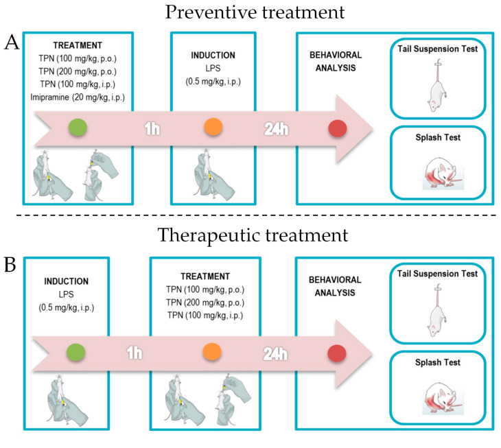 Experimental design. (A) For preventive treatment, terpineol (100 mg/kg, p.o. and i.p.; and 200 mg/kg, p.o.) was administered 1 h before lipopolysaccharide (LPS) injection, and we performed the behavioral analysis—tail suspension test (TST) and splash test (ST)—24 h after LPS administration. (B) For therapeutic treatment, terpineol (100 mg/kg, p.o. and i.p.; and 200 mg/kg, p.o.) was administrated 1 h after LPS injection, and behavioral analysis was recorded 24 h after the administration of LPS. (C) To investigate the mechanisms underlying the antidepressant-like effect of terpineol (200 mg/kg, p.o.), adenosinergic, monoaminergic, and cannabinoid systems were analyzed. Thirty minutes after each treatment administration terpineol (200 mg/kg, p.o.) was given to the animals, and then 1-h later LPS (0.5 mg/kg, i.p.) was administered. Figure created using the Mind the Graph platform.
