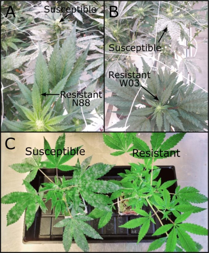 PM resistant genotypes N88 and W03. (A) N88 (bottom) next to a PM infected susceptible genotype (top) at 10 wpi during adult plant infection trial. (B) W03 (bottom) next to PM infected susceptible genotypes (top) at 10 wpi during adult infection trial. (C) Resistant W03xAC-derived F1 progeny (right) next to a PM infected susceptible sibling (left) at 4 wpi.