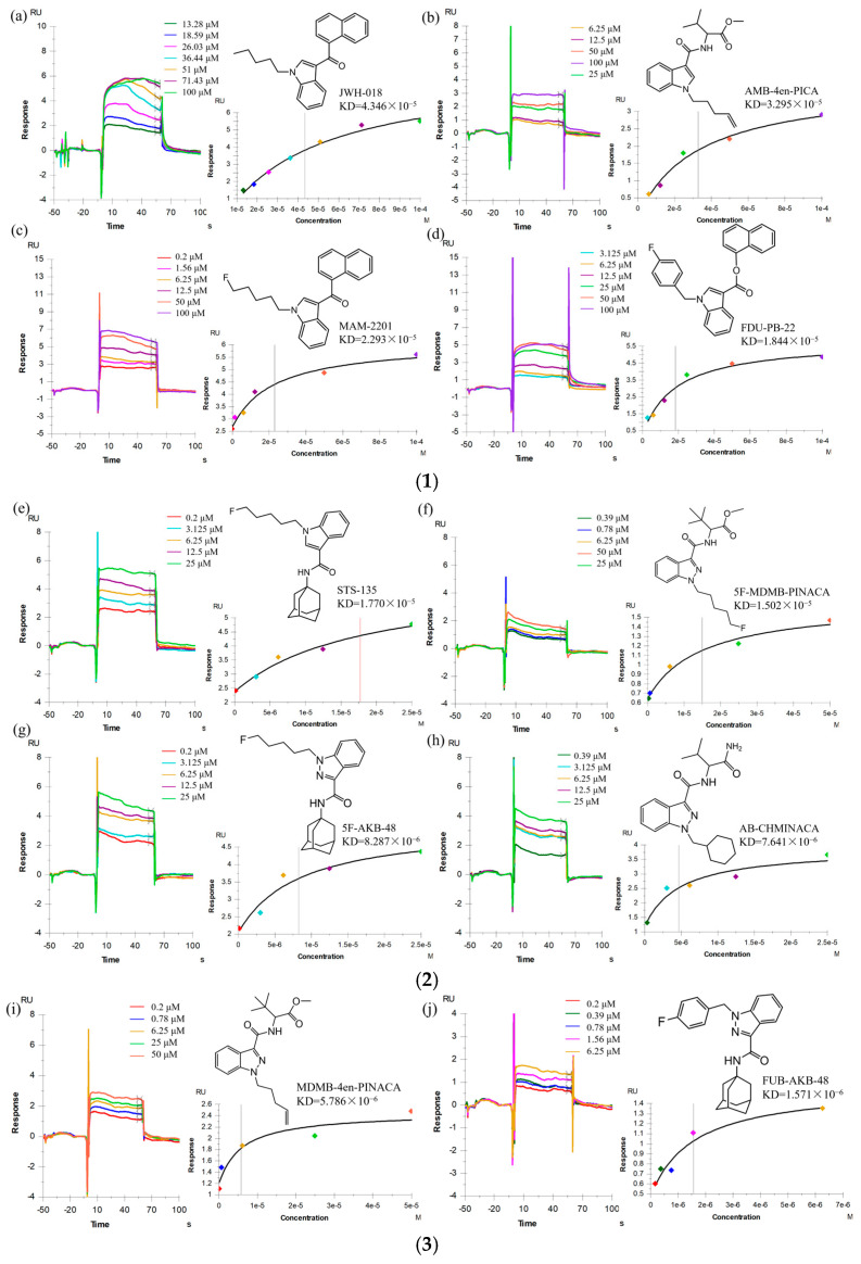 (1) Real-time binding sensing plots and affinity profiles of (a) JWH-018; (b) AMB-4EN-PICA; (c) MAM-2201; and (d) FDU-PB-22. (2) Real-time binding sensing plots and affinity profiles of (e) STS-135; (f) 5F-MDMB-PINACA; (g) 5F-AKB-48; and (h) AB-CHMINACA. (3) Real-time binding sensing plots and affinity profiles of (i) MDMB-4en-PINACA and (j) FUB-AKB-48. In the binding and fitting plots, each color represents the corresponding sample concentration. The vertical dashed line in the fitted curve marks the KD values, representing the analyte concentration at which 50% of the binding sites are occupied.