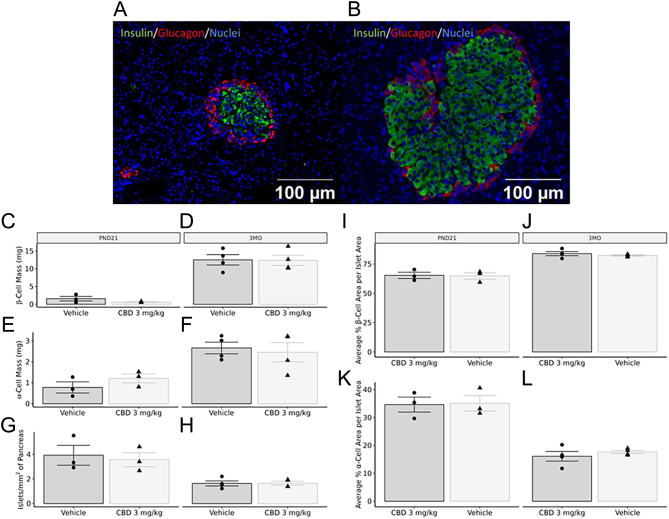 Representative immunohistochemistry of PND21 (A) and 3-month-old (B) islets immunostained for insulin, glucagon, and DAPI. Exposure to 3 mg/kg of CBD during gestation did not lead to any changes in β-cell mass, α-cell mass, or islet density in PND21 (C, D, and E) or 3-month-old (F, G, and H) male offspring pancreata. There were similarly no changes in the average % β- and α-cell area per islet area at either time point in male offspring (I–L). Values are means ± s.e.m.(n = 3–4). Significant differences were assessed via a Student’s t-test (*, P < 0.05).