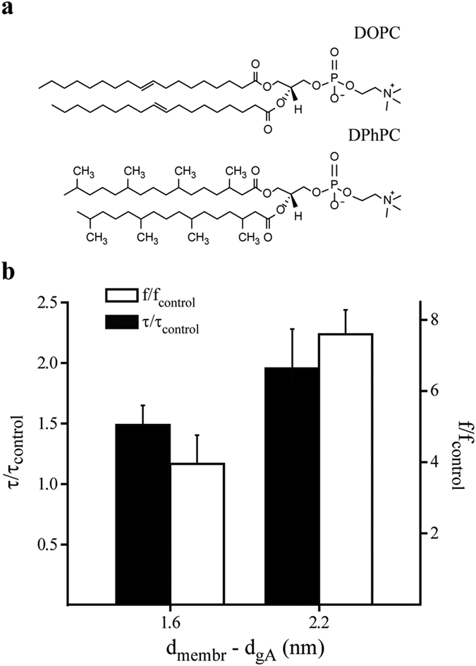 Hydrophobic mismatch-dependent effects of AEA on gA channels.(a) Molecular structures of phospholipids used in this study. (b) Effects of 3 μmol L−1 AEA on gA channel appearance frequency (f) and open channel lifetime (τ) in DOPC and DPhPC bilayers. The x-axis represents the hydrophobic mismatch between gA and the phospholipids used in this study. gA estimated length is based on results from ref. 36. DOPC and DPhPC estimated lengths are based on results from refs.38, 39, 40.