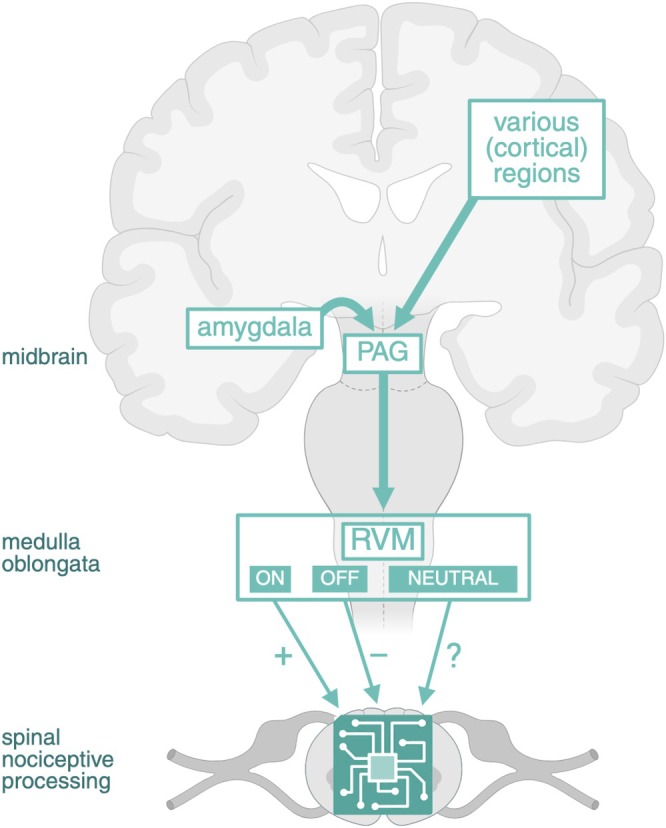 PAG‐RVM pathway. The PAG‐RVM pathway is a central descending pathway for pain modulation, receiving inputs from various cortical and subcortical regions, including the amygdala. The PAG in the midbrain projects to the RVM in the medulla oblongata, which in turn modulates spinal nociceptive processing. RVM neurons are traditionally classified into three types: ON cells facilitating nociceptive signaling, OFF cells inhibiting nociceptive signaling, and NEUTRAL cells whose role in pain modulation remains to be elucidated. PAG, periaqueductal gray; RVM, rostral ventromedial medulla. Created in BioRender. van Strien, W. (2025), https://BioRender.com/unwdpqx.
