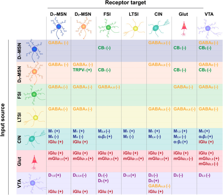 Receptor target for neurotransmitter input-output connections depicted in Figure 1. Input cell type is shown on the left and output target on the top. GABA type A and B receptor targets are shown in yellow, cannabinoid type 1 (CB1) and 2 (CB2) receptor targets are in green, glutamate ionotropic (iGluR) and metabotropic (type 2,3: mGluR2,3; type 1,5 mGluR1,5) are in red, acetylcholine muscarinic receptor subtypes (M1; M2; M4; M1,3; M2,4; M5) and ionotropic receptor subtypes (alpha 6 Beta 2, α6β2 and α2β2) are in blue, and DA receptor subtypes (D1-type: D1, D5, D1/5; D2-type: D2, D2/3, D2/3/4) are in purple. How receptor binding influences cell excitability is indicated by a positive (+) or negative (–) sign.