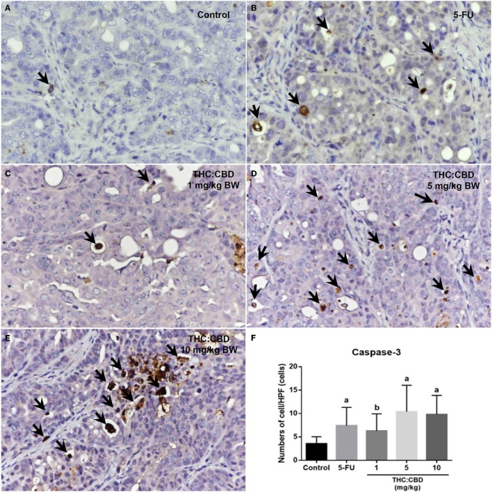 Caspase-3 expression in the negative control group (A), the positive control group (5-FU) (B), and THC:CBD at the dose of 1, 5, and 10 mg/kg BW (C–E), respectively. Caspase-3 positivity is presented by brown color (arrows) (counterstained with Mayer's hematoxylin, 40×). The graph demonstrates the average number of caspase-3 positive cells per high-power field in the negative control group, the positive control group (5-FU), and THC:CBD doses of 1, 5, and 10 mg/kg BW. Data were expressed as mean ± SD. a indicates a significant difference at P < 0.05 compared to the negative control group. b indicates a significant difference at P < 0.05 compared to the positive control group (5-FU) (F).