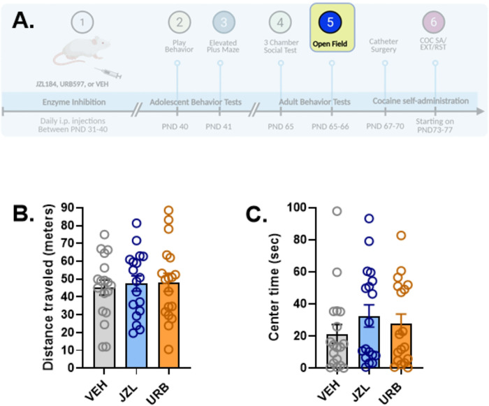 Effects of adolescent JZL184, URB597, and vehicle administration on open field behavior in adolescent rats.The effects of adolescent drug treatments (n=18/treatment group) on open field behavior (20-min sessions) were tested on PND65 (5A). No differences among treatment groups were observed for either the total distance traveled (5B) or the time spent in the center of (5C) the open field chamber. Created in part with BioRender.com.