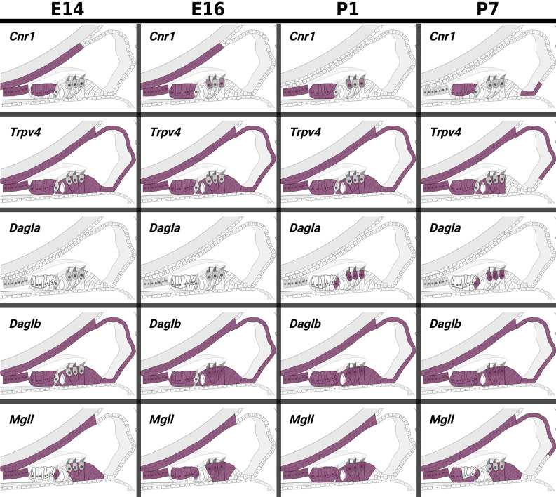 In pseudo hue-visualization of the patterns of expression of ECS components in late embryonic and early postnatal cochlear duct. Using data from Kolla et al. (2020); the distribution of several ECS component transcripts are plotted onto a schematic of the mammalian cochlear duct. Purple color indicates areas where transcripts are likely to be detected based on bioinformatic grouping of scRNA-seq data from mouse cochlear epithelia at embryonic days E14 and E16, and postnatal days P1 and P7.