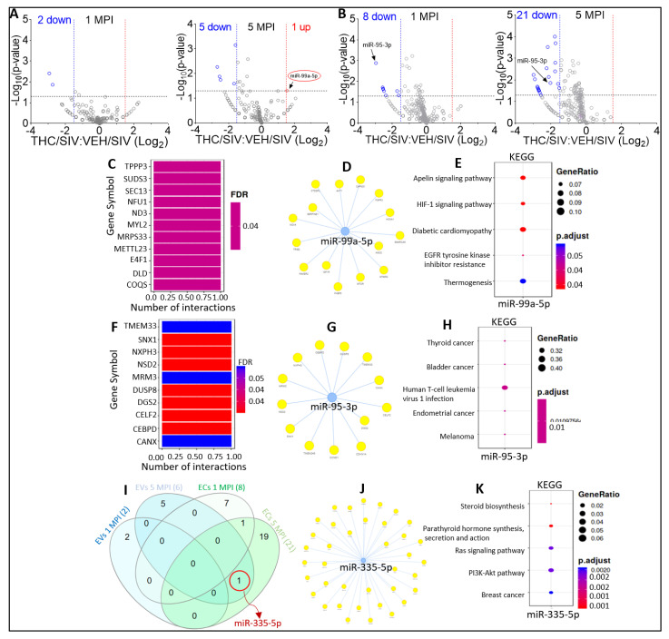 Alterations in miRNA profile of THC-treated SIV-infected cART-naive RMs. (A) Volcano plot showing down-(blue) regulated and up-(red) regulated miRNAs in THC/SV EVs relative to VEH/SIV EVs at 1 MPI (left) and 5 MPI (right). Red circle indicates miRNAs suppressed by SIV infection miR-99a-5p. (B) Volcano plot showing down-(blue) regulated and miRNAs in THC/SIV ECs relative to SIV ECs at 1 MPI left) and 5 MPI (right). Black arrows indicate miRNAs shown to be significantly downregulated at both MPI and 5 MPI. (C) miRNA-target enrichment analysis showing top target genes by number of interactions for miR-99a-5p. (D) Visualization of miRNA-target interaction network for miR-9a-5p. The blue circles represent the miRNAs, while the target genes are represented by the yellow circles. Pathways are represented by blue lines. (E) Dot plot of functional enrichment analysis for target genes of miR-99a-5p. Color of dots represent adjusted p-values (FDR) and size of dots represents gene ratio (number of miRNA targets found enriched in each category/number of total genes associated to that category. (F) miRNAtarget enrichment analysis showing top target genes by number of interactions for the EC-associated miRNA (miR-5-3p) significantly downregulated at 1 MPI and 5 MPI. (G) Visualization of miRNA-target interaction network for miR-95-3p. The blue circles represent the miRNAs, while the target genes are represented by the yellow circles. Pathways are represented by blue lines. (H) Dot plot of functional enrichment analysis for target genes of miR-95-3p. Color of dots represent adjusted p-values (FDR) and size of dots represents gene ratio (number of miRNA targets found enriched in each category number of total genes associated with that category. (I) Venn diagram comparing significantly modulated miRNAs in the EVs and ECs at MPI and 5 MPI. Red circle indicates miRNA (miR-335-5p) that was found to be significantly downregulated at 5 MPI in both EVs and ECs. (J) Visualization of miRNAtarget interaction network for miR-335-5p. (K) Dot plot of functional enrichment analysis for miR-335-5p Color of dots represent adjusted p-values (FDR) and size of dots represents gene ratio (number of miRNA targets found enriched in each category number of total genes associated to that category.