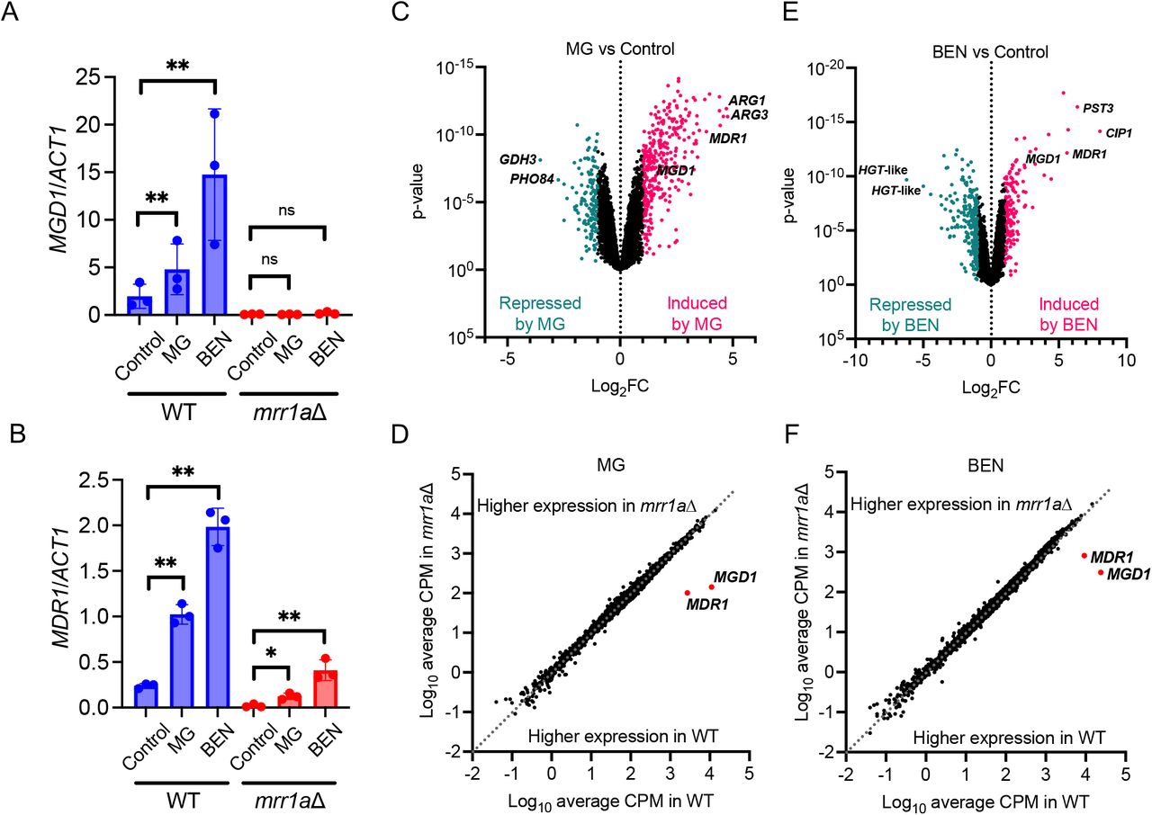 MG and BEN both lead to a vast transcriptional response in C. auris B11221, which includes upregulation of MDR1 and MGD1.A-B) qRT-PCR analysis for expression of MGD1 (A) and MDR1 (B) in exponential-phase cultures of B11221 WT (blue) or mrr1aΔ (red) treated with MG or BEN as indicated. Data shown represent the mean ± SD for three independent experiments. Ratio paired t-test was used for statistical evaluation; ns p > 0.05, * p < 0.05, ** p < 0.01. C-D) Volcano plots of all quantified genes in B11221 WT treated with either MG (C) or BEN (D). Each point represents a single gene; magenta points indicate genes that were significantly upregulated compared to the control condition, teal points indicate genes that were significantly downregulated compared to the control condition. MDR1 and MGD1 are shown along with the two most up- and down-regulated genes in each condition. E-F) Scatter plots of the average CPMs of all quantified genes in mrr1aΔ vs. B11221 WT treated with MG (E) or BEN (F). Each point represents a single gene. Points below the dotted line indicate genes that were more highly expressed in the WT, and points above the dotted line indicated genes that were more highly expressed in the mrr1aΔ mutant. MDR1 and MGD1 are shown with red dots for reference.