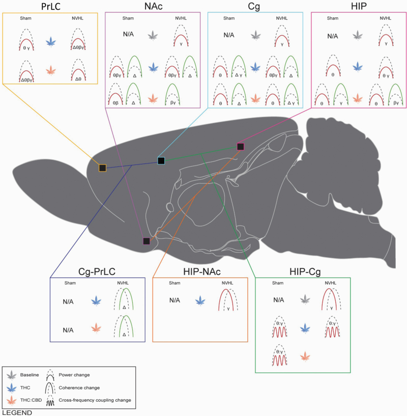 Graphical summary of power, coherence and phase coupling changes associated with NVHL lesions and cannabis vapor exposure. Cannabis vapor exposure produced constituent- and region-dependent disruptions in neural circuit oscillatory activity, often reducing theta, beta, and gamma power while enhancing delta power. Cannabis vapor exposure also enhanced coherence in cortical regions while reducing coherence and phase coupling between limbic regions. Cannabis vapor exposure further exacerbated baseline NAc, Cg, HIP gamma power deficits apparent in NVHL rats (N = 5 rats, 10 recordings per region), compared to sham controls (N = 5 rats, 10 recordings per region). PrLC = prelimbic cortex; NAc = nucleus accumbens; Cg = cingulate cortex; HIP = hippocampus. Δ = delta frequency band; θ = theta frequency band; β = beta frequency band; γ = gamma frequency band. Green = increase; red = decrease. Icons represent comparisons to sham baseline values and thus “N/A” is used for baseline sham findings. Figure was made using the brain schematics available from Swanson (2018).67