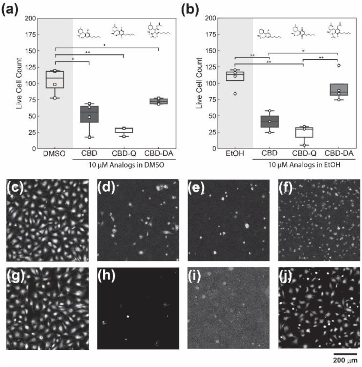 Stability of CBD, CBD-Q, and CBD-DA at 10 µMin (a) DMSO as a vehicle and (b) EtOH as a vehicle. Micrographs of HUVECs with live stain calcein AM exposed to (c) only DMSO, (d) CBD in DMSO, (e) CBD-Q in DMSO, (f) CBD-DA in DMSO, (g) only EtOH, (h) CBD in EtOH, (i) CBD-Q in EtOH, and (j) CBD DA in EtOH. Scale bar = 200 µm.