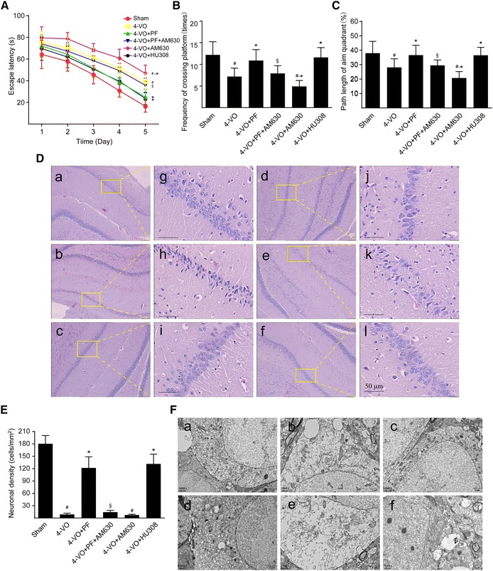 Effects of paeoniflorin on learning and memory abilities, histopathology and ultrastructure of the hippocampal CA1 area of rats after cerebral ischemia. One week after four-vessel occlusion (4-VO) surgery, rats were intraperitoneally administered saline (4-VO), paeoniflorin (4-VO+PF; 40 mg/kg/day), paeoniflorin+AM630 (4-VO+PF+AM630; 40 + 3 mg/kg/day), AM630 (4-VO+AM630; 3 mg/kg/day) or HU308 (4-VO+HU308; 3 mg/kg/day) for consecutive 28 days. Sham-operated group (Sham) was performed using the same surgical procedures, except that vertebral artery and bilateral common carotid arteries were not occluded. A Mean escape latency of rats in the water maze task was recorded during the last 5 days (23–28 days) of treatment. The spatial probe trial was performed on the last day (day 28) of water maze training, and the parameters measured included (B) the number of times rats crossed the platform and (C) relative path length in the target quadrant/path length in the whole pool within 120 s. D Rats were sacrificed after 28 days consecutive drug treatment. Representative photomicrographs of hematoxylin–eosin-stained hippocampal regions of rats are shown in different groups: (a, g) sham-operated group, (b, h) 4-VO-operated group, (c, i) 4-VO+PF group, (d, j) 4-VO+PF+AM630 group, (e, k) 4-VO+AM630 group or (f, l) 4-VO+HU308 group. Boxed regions in a–f are shown in j–l, respectively. Scale bar: 50 µm. E Neuronal cell density in CA1 region was measured by hematoxylin–eosin staining and cell counting. F Representative photomicrographs with a transmission electron microscope showing ultrastructural changes in hippocampus CA1 regions of rats in each group. Scale bar: 1 µm. Each bar represents mean ± SD of three independent experiments. n = 6 or 10 rats per group. #P < 0.05 versus sham group, *P < 0.05 versus 4-VO model group, §P < 0.05 versus 4-VO+PF group