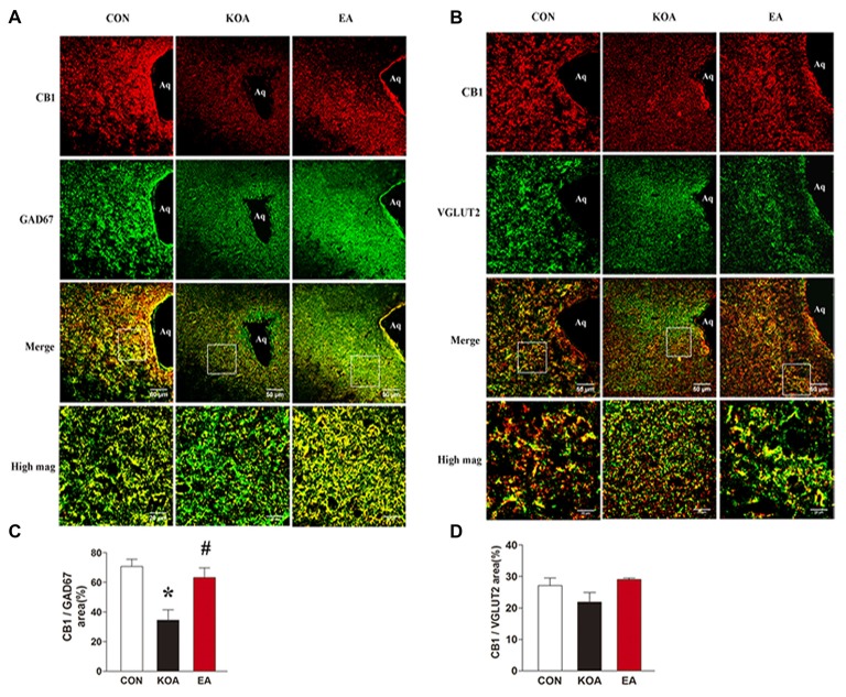 Double immunolabeling of CB1 receptors and the GABAergic neurons marker GAD67 or Glutamatergic neurons marker VGLUT2 in the periaqueductal gray (PAG). (A) CB1 receptors labeling (red); GAD67 labeling (green); double-labeled cells (yellow). (B) CB1 receptors labeling (red); VGLUT2 labeling (green); double-labeled cells (yellow). Scale bar, 50 μm. Scale bar for high magnification images (high mag), 20 μm. (C) Summary data show the percentage of the area of double stained cells in the area of total GAD67-immunoreactive cells. (D) Summary data show the percentage of the area of double stained cells in the area of total VGLUT2-immunoreactive cells. Data are expressed as means ± SD (n = 6 mice in each group). *p < 0.05, vs. the control group; #p < 0.05, compared with the KOA group.