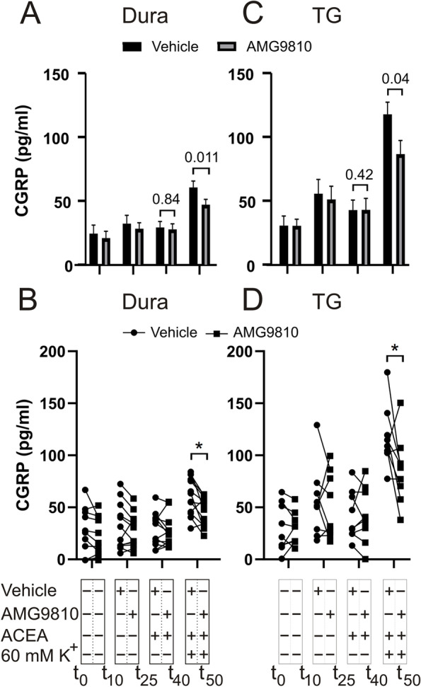 Effects of ACEA on K+-induced CGRP release from dura and TG in the presence of AMG9810. A Application of 140 nM ACEA in the presence of AMG9810, did not cause a significant increase in CGRP release from the dura (n = 12). KCl (60 mM K+) caused a significant increase in CGRP release, which in the presence of 1 μM AMG9810 was significantly attenuated by ACEA. B Graphical illustration of the sample pairing. C Application of 140 nM ACEA had no effect on the CGRP release from the TG per se, but significantly inhibited the release induced by 60 mM K+ (n = 12) in the presence of 1 μM AMG9810. D Graphical illustration of the sample pairing. B = baseline. Timeline in minutes are added on the lower panel. Data are shown as mean ± SEM or their individual data points with pairing, and with p values obtained with Student’s T-test being depicted in the graph (* = p < 0.05). For reference 100 pg/ml equals 26.4 pmol/l