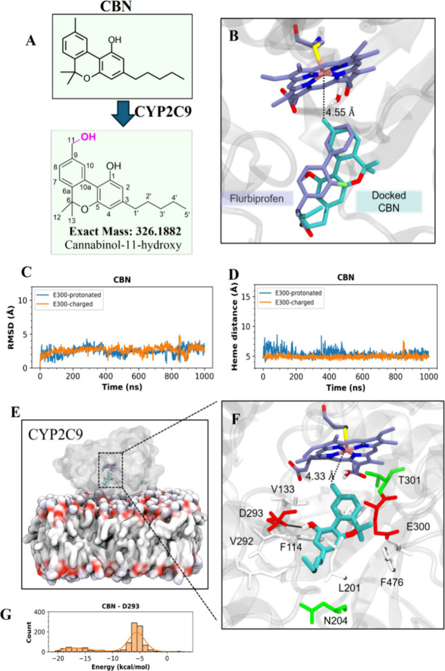 Putative binding mode of CBN to CYP2C9, which may lead to the production of CBN-11-OH. (A) Cannabinol metabolized by CYP2C9 to CBN-11-OH (B) Selected docked pose of CBN in the CYP2C9 active site. The crystal ligand, flurbiprofen, is depicted in lavender (carbon), while docked CBN is shown in cyan (carbon). The distance between C11 and the Fe atom (pink) is represented by a black dashed line. Fluorine, oxygen, sulfur, nitrogen, and hydrogen atoms are colored green, red, yellow, blue, and white, respectively. C418 and the water molecule coordinating the heme group are explicitly depicted. (C) RMSD of CBN throughout MD simulation. (D) CBN-C11’s distance to the Fe atom throughout MD simulation. (C, D) Results from two CYP2C9 models, one with protonated E300 and one with charged E300, are shown in blue and orange, respectively. (E) Representative snapshot of the MD setup with a docked CBN in the active site. CYP2C9 and the membrane are shown as surface representations. CBN and heme group are shown in cyan and lavender. (F) A representative snapshot of CBN from the MD simulation, highlighting some of the critical residues surrounding CBN. Hydrophobic residues are colored white. Water molecule coordinating the heme iron is shown in ball-and-stick representation. Hydrogen bonds are shown as black dashed lines. The distance between the C11 and the Fe atom (shown in pink) is also shown as a black dashed line. (G) Histogram of the total of nonbonded energies between CBN and D293 collected at every ns of MD simulation.