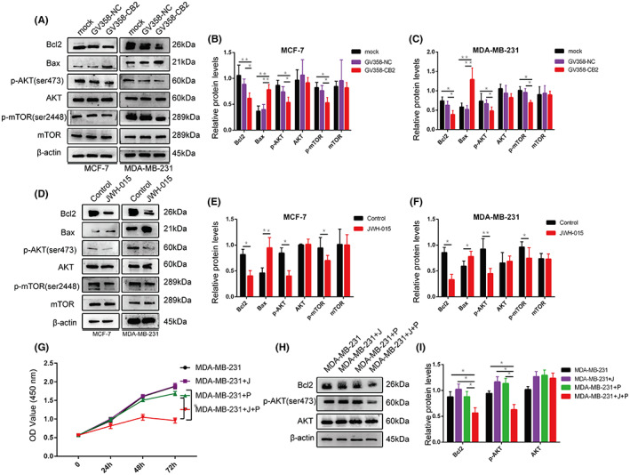 CB2 inhibited the PI3K/Akt pathway. (A–C) western blot analysis of Bcl2, Bax, phosphorylated (p)‐Akt (p‐Akt), total Akt, p‐mTOR, and total TOR proteins in CB2‐overexpression MCF‐7 and MDA‐MB‐231 BC cells. (D–F) Western blotting analysis of Bcl2, Bax, p‐Akt, total Akt, p‐mTOR, and total TOR proteins in CB2 agonist‐treated BC cells. (G) Viability of MDA‐MB‐231 cells was determined by CCK‐8 assay. Black lines: control group, purple lines: JWH‐015 group, green lines: perifosine group, red lines: JWH‐015 + perifosine group. (H and I) Western blotting analysis of Bcl2, p‐Akt, and total Akt proteins in MDA‐MB‐231 cells. Data presented as mean ± SD, *p < 0.05, **p < 0.01.