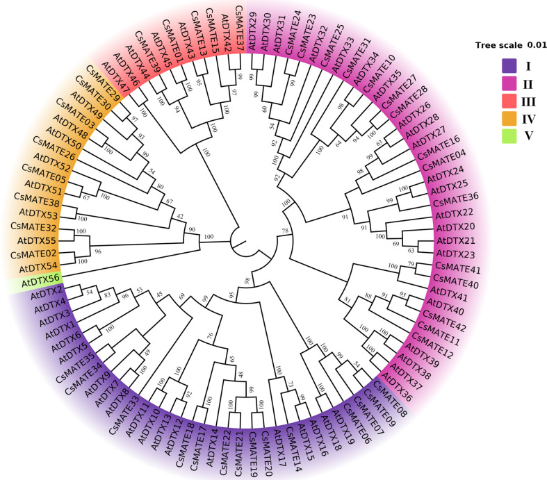 Phylogenic tree of MATE proteins in Cannabis sativa (CsMATEs) and Arabidopsis thaliana (AtDTXs). Phylogenic tree was built using MEGA 7.0 software neighbor-joining method (Kumar et al., 2016) with a bootstrap analysis of 1000 replicates.