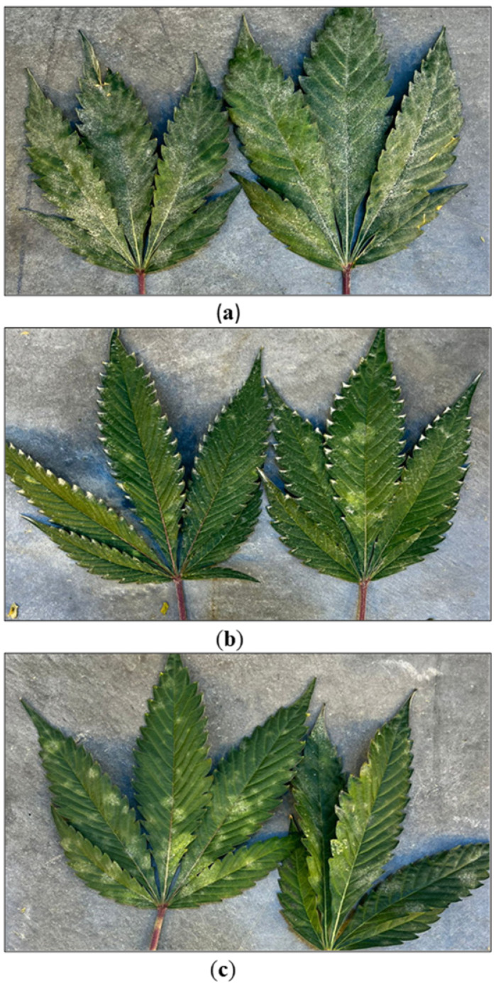 Effect of Rootshield HC® applications on development of powdery mildew on cannabis leaves. Three weekly applications were made to the foliage of flowering plants as preventative treatments and compared to an untreated control and a water control. (a) Untreated control leaves. (b) Rootshield HC®-treated leaves. (c) Water-treated leaves. Rootshield applications visibly reduced the development of powdery mildew colonies.