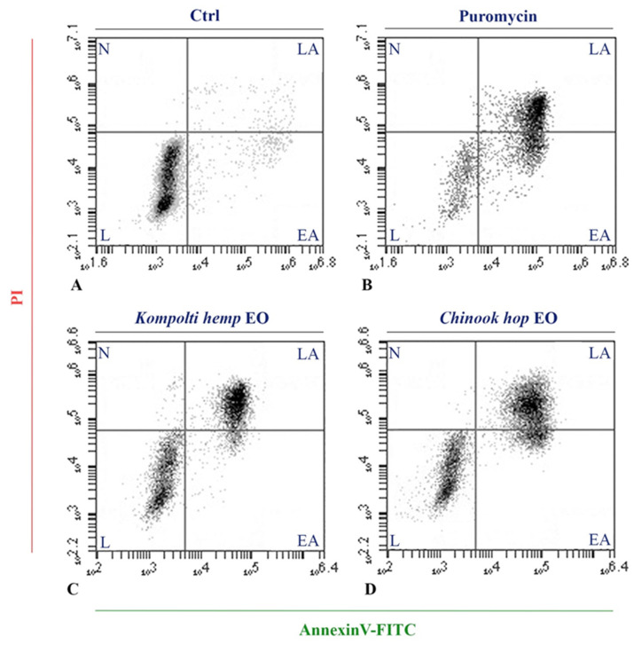 Flow cytometric analysis of the Kompolti hemp and Chinook hop EOs treatments on HL60 cells for apoptosis determination using AnnexinV-FITC/PI staining. (A): Ctrl; (B): Puromycin; (C): Kompolti hemp EO; (D): Chinook hop EO. L: live cells; EA: early apoptotic cells; LA: late apoptotic cells; N: necrotic cells.