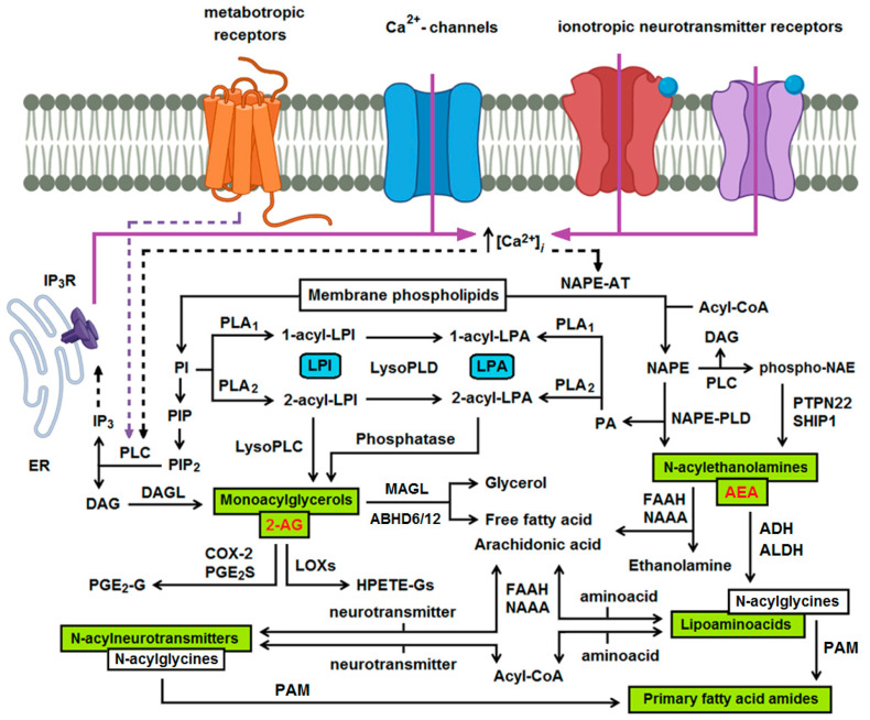Main pathways of endocannabinoid (eCB) generation and degradation. Monoacylglycerols, such as 2—arachidonylglycerol (2-AG) and N-acylethanolamines such as arachidonoylethanolamide (AEA) are generated from membrane phospholipids and provide precursors used in the synthesis of lipoaminoacids and N-acylneurotransmitters. Production of eCBs is associated with the generation of lysophospholipids, like lysophosphatidylinositol (LPI) and lysophosphatidic acid (LPA). ABHD6/12, alpha/beta-hydrolase domain containing 6/12; ADH, alcohol dehydrogenase; 2-AG, 2-arachidonylglycerol; ALDH, aldehyde dehydrogenase; COX, cyclooxygenase; DAG, diacylglycerol; DAGL, diacylglycerol lipase; FAAH, fatty acid amide hydrolase; HPETE-Gs, glycerol esters of 12- or 15-hydroperoxyeicosatetraenoic acid; IP3R, inositol trisphosphate receptor; LOXs, lipoxygenases; MAGL, monoacylglycerol lipase; NAAA, NAE-hydrolyzing acid amidase; NAE, N-acylethanolamine, NAPE, N-acyl-phosphatidylethanolamine; NAPE-AT, NAPE forming N-acyltransferase; PA, phosphatidic acid; PAM, peptidyl-glycine alpha-amidating monooxygenase; PGE2-G, prostaglandin E2–glycerol ester; PGE2S, prostaglandin E2 synthase; PI, phosphatidylinositol; PIP, phosphatidylinositol 3-phosphate; PIP2, phosphatidylinositol 4,5-bisphosphate; PL, phospholipase; PTPN22, protein tyrosine phosphatase non-receptor type 22; SHIP1, SH-2 containing inositol 5′ polyphosphatase 1.