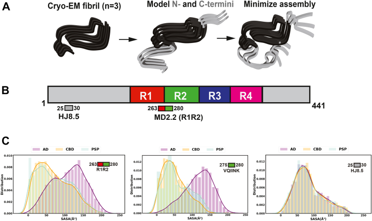 Modeling of full-length tau fibrils in AD, PSP, and CBD. Rosetta was used to create ab initio models of published core structures within the context of FL tau to study the “fuzzy coat.” A, schematic illustration of model generation. B, schematic representation of full-length tau and repeat domain of tau highlighting the binding epitopes for HJ8.5, MD2.2, and MD3.1 antibodies. The repeat domains are colored red (R1), green (R2), blue (R3), and magenta (R4). The N- and C-termini of tau are colored grey. C, distinct ensemble representation of antibody binding regions R1R2 (MD2.2), C-term of R1R2 (VQIINK) and HJ8.5 using SASA values. AD, CBD and PSP SASA distributions are colored purple, yellow, and cyan, respectively. Note the strong SASA score for AD fibrils bound by both MD2.2 and MD3.1. PSP exhibits a small degree of predicted accessibility versus CBD. HJ8.5 is predicted to bind all structures equally.