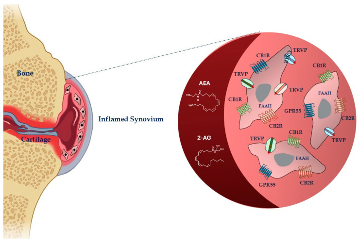 Schematic representation of cannabinoid system in fibroblast-like synoviocytes in an inflamed synovium. Legend: AEA: anandamide; 2-AG: 2-arachidonoylglycerol, FAAH: fatty acid amide hydrolase; CB1R: cannabinoid receptor-1; CBR2: cannabinoid receptor-2; TRPV: transient receptor potential vanilloid; GPR55: G-protein-coupled receptor 55. The image was created with BioRender.com.