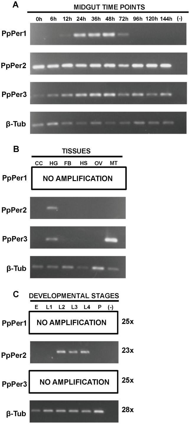 Peritrophin mRNA expression profiles.Expression of PpPer1, PpPer2, and PpPer3 mRNAs was assessed by RT-PCR (23–25 cycles) in P. papatasi midguts dissected from adult females at different time points before and after blood feeding (0–144 hours PBM) (A); in pools of tissues other than midgut (B); and in eggs (pool of 20 eggs) or whole body of larvae and pupae (C). β-Tub was used as the housekeeping control gene. The size of the cDNA fragments amplified were 122 bp (PpPer1), 168 bp (PpPer2), 121 bp (PpPer3), and 148 bp (β-Tub). CC: Carcass. HG: Hindgut. FB: Fat Body. HS: Head along with salivary glands. OV: Ovaries. MT: Malpighian Tubules. E: Eggs. L1: Larval stage 1. L2: Larval stage 2. L3: Larval stage 3. L4: Larval stage 4. P: Pupa. (-): Negative control.