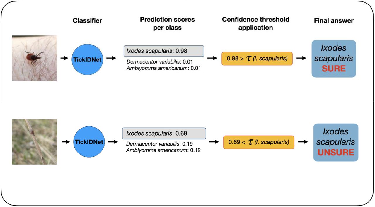 Application of confidence thresholds to TickIDNet predictions.The classifier returns a probability for each tick species class with the highest probability prediction S(x) determining the class prediction C(x). If S(x) is lower than the computed species threshold, the image is not returned with the C(x) class prediction but is classified as “unsure” instead. These formulas are adapted from Villon et al. (41).