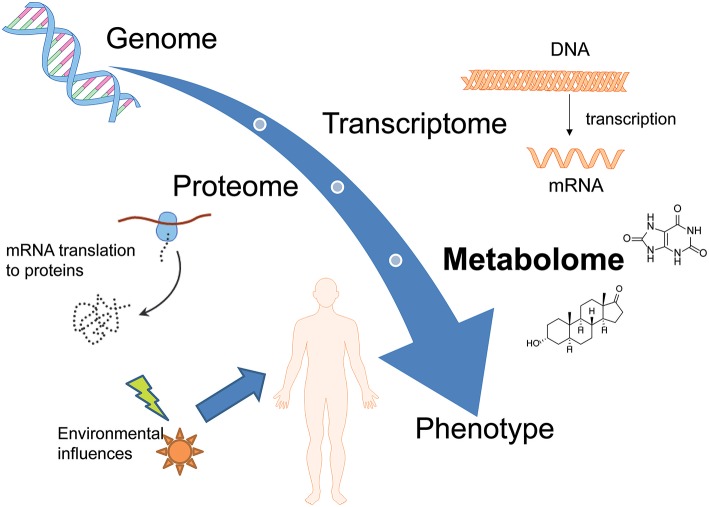 Overview of different omics-sciences such as genomics, transcriptomics, and proteomics. Metabolomics represents the downstream output of the genome but also the upstream input from the environment and is therefore positioned at the bottom of the “omics” cascade.