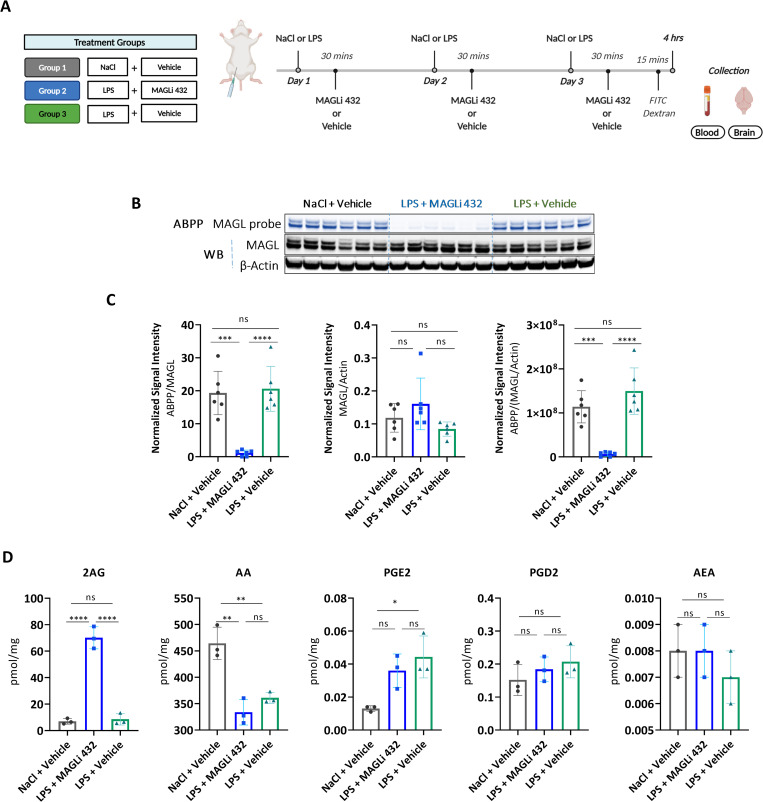 Target occupancy and engagement assays show that MAGLi 432 potently reduces MAGL activity in a mouse model of LPS-induced neuroinflammation.(A) Treatment groups and injection schedule of LPS and MAGLi 432. CD-1 mice were challenged with LPS or NaCl followed by MAGLi 432 or vehicle (i.p. administration over 3 consecutive days). Blood and brain tissue were collected for analysis. (B, C) ABPP and western blot analysis of cortical brain lysates from each treatment group reveal that MAGLi 432 achieves an effective blockade in the brain (n = 6). (C) The average signal intensities of MAGL activity and total protein were quantified as the total detectable active MAGL signal (ABPP) divided by the total MAGL/β-actin signal. (D) LC-MS analysis of 2-AG, arachidonic acid, PGE2, PGD2 and AEA in cortical lysates of each treatment group (n = 3). Data are means ± SD, one-way ANOVA with Tukey’s post hoc test, ns = not significant, *p < 0.05, **p < 0.01, ***p < 0.001, ****p < 0.0001).