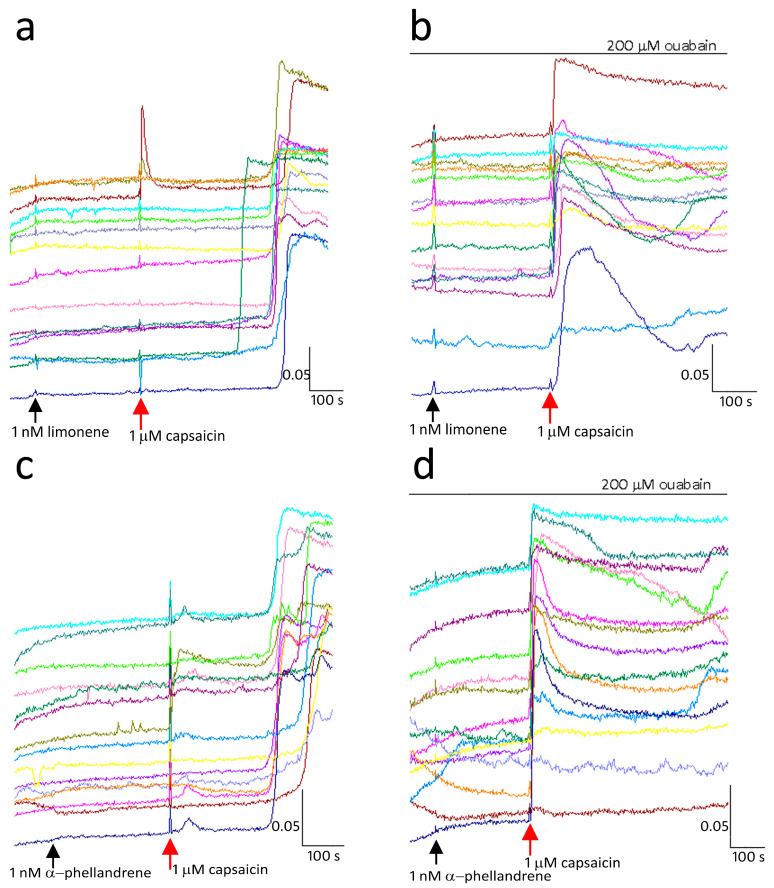TRPV1 inhibition by terpenes is ouabain-sensitive. Sample traces from individual neurons showing capsaicin response inhibition by 1 nM limonene (a) was reversed in the presence of the Na+/K+ ATPase inhibitor ouabain (b). Similarly, TRPV1 inhibition by 1 nM α-phellandrene (c) was also reversed in the presence of ouabain (d). Scale bar: X-axis shows the time in seconds. Y-axis shows the intracellular 340/380 (bound/unbound calcium) ratio, in individual neurons depicted by different colours.