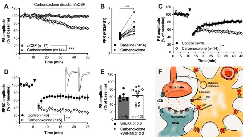 Blockade of connexins facilitates HFS-LTD. (A,B) The gap-junction uncoupler carbenoxolone disodium (100 µM) significantly depressed the evoked PS amplitude and increased the PPR. (C) Pretreatment with carbenoxolone enhanced HFS-LTD. (D) Carbenoxolone-induced facilitation of HFS-LTD at excitatory synapses was confirmed in whole-cell recordings. Note the evoked EPSCs during carbenoxolone perfusion (black) and after HFS (gray) in the upper right panel. Calibration: 100 pA, 25 ms. (E) Carbenoxolone disodium did not facilitate the synaptic depression induced by the CB1R agonist WIN55,212-2 (2 µM). (F) Schematic drawing demonstrating how carbenoxolone treatment would prevent gap-junction coupling and putatively impair the release of gliotransmitters via hemichannels built up by connexins. Data are presented as mean values ± SEM. Arrows mark time-points for HFS. n = number of recordings, taken from at least three animals. ** p < 0.01, *** p < 0.001.
