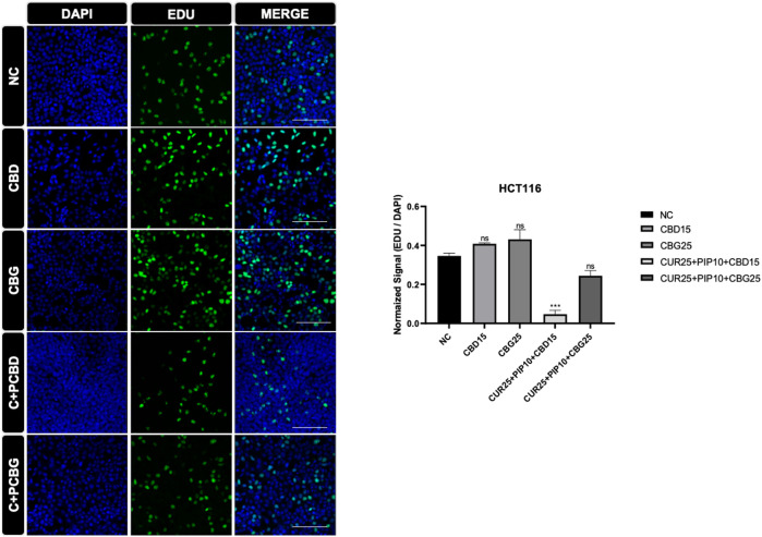 Representative results of the EDU assay are shown for HCT116 cell line. Dividing cell were labelled with EDU (green). DAPI staining was in blue in the nucleus. Histogram graph was indicated normalized signaling rate of EDU cells. (Scale bar is 100 µm) (ns: non-significant, *: p < 0.05, **: p < 0.01, ***: p < 0.001, ****: p < 0.0001).