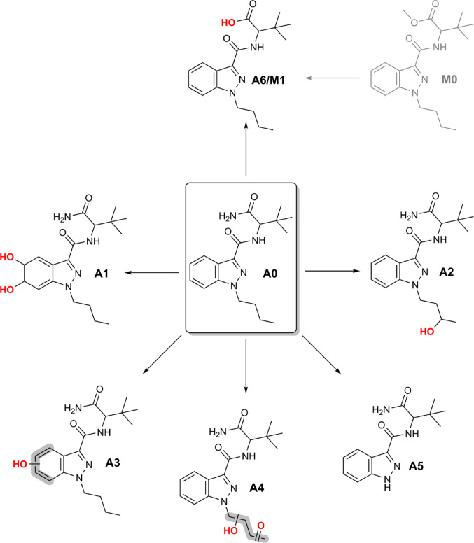 Phase I metabolites of ADB-BUTINACA (A0) detected in the different post-mortem matrices. The structure of MDMB-BUTINACA (M0) is depicted in gray to illustrate that only traces were present in the powder