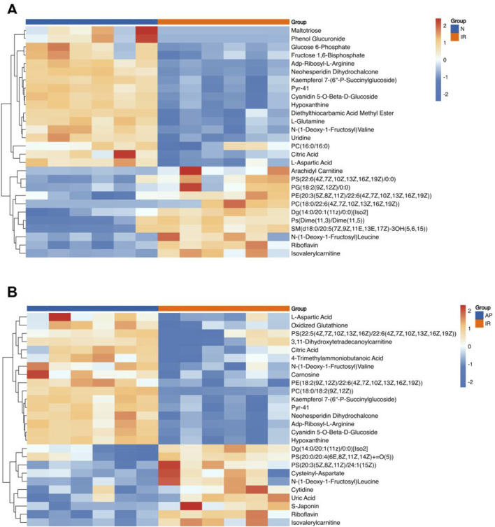 Heatmap of differential metabolites. (A) Heatmap of differential metabolites for I/R vs Nor. (B) Heatmap of differential metabolites for AP vs I/R. The horizontal axis represents the sample groups, and the vertical axis represents the metabolites. Warmer colors indicate higher expression levels, while cooler colors indicate lower expression levels (n = 8 per group).