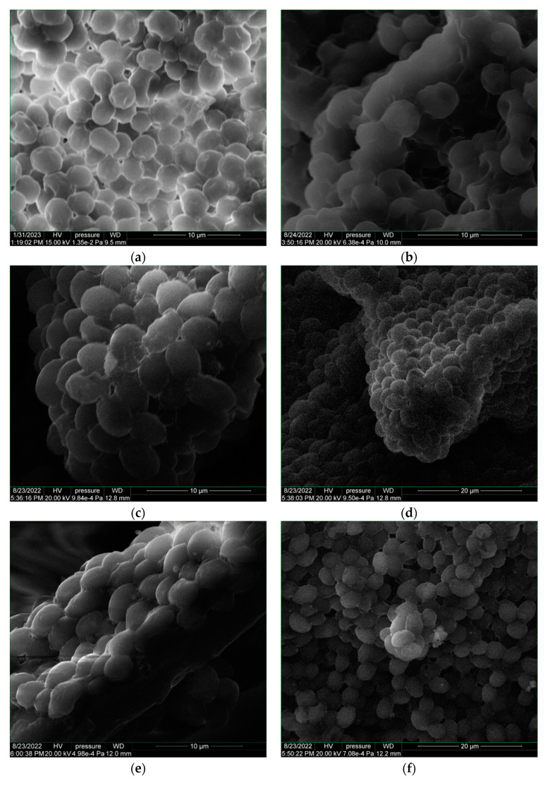 SEM images of dry yeast (a); yeast coating support (b); OS-Y-glass (c,d); OS-Y-hemp (e,f).