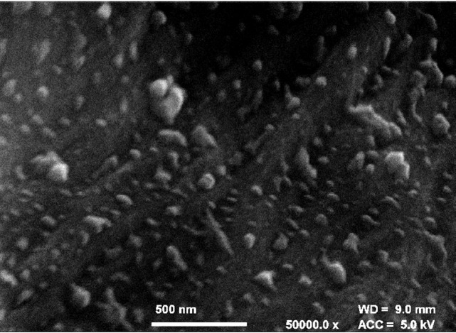 Field emission SEM observations of warts on the surface of cell wall of hemp shiv (radial, longitudinal section) ×50 000.
