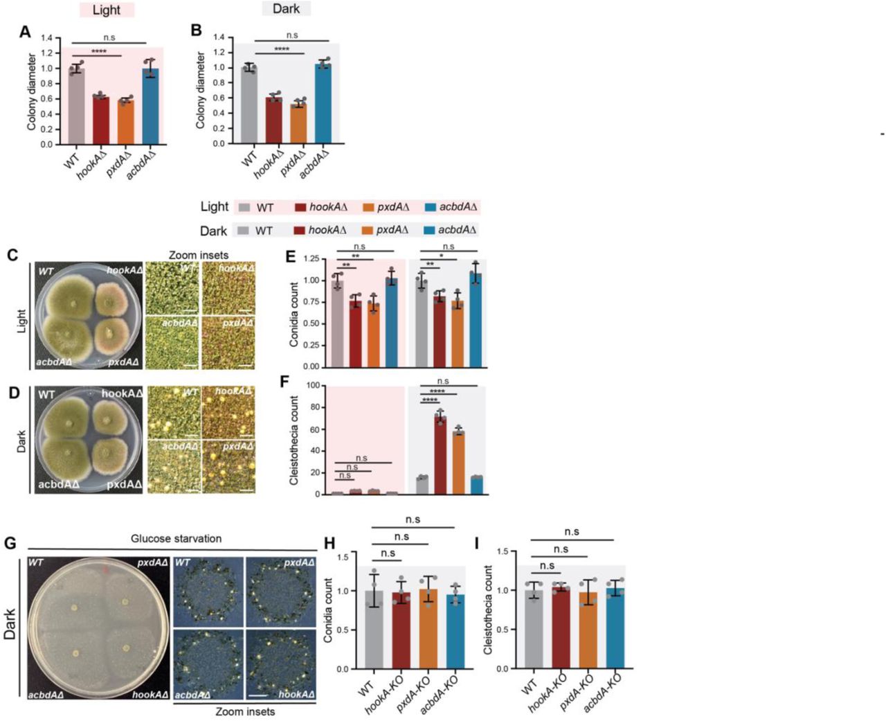 (related to figure 1). Loss of pxdA and hookA reduces radial growth in Aspergillus nidulans. (A andB) Quantification of radial growth in light (A) and dark (B) condition, normalized to the wild-type strain. Data are represented as mean ± SD (n = 4 biological replicates). **** p < 0.0001, n.s (not significant) by one-way ANOVA. (C and D) Phenotype for wild-type, hookAΔ, pxdAΔ, and acbdAΔ strains in veA1 background, grown in light (C) and dark (D). (E and F) Quantification of conidia (E) and cleistothecia (F) normalized to the wild-type strain grown in light. Data are represented as mean ± SD (n = 4 biological replicates). * p < 0.05, ** p < 0.01, **** p < 0.0001, n.s (not significant) by two-way ANOVA. (G) Image of agar plate showing growth phenotype of wild-type, hookAΔ, pxdAΔ, and acbdAΔ strains grown on glucose starvation media under dark condition. (H and I) Quantification of conidia (I) and cleistothecia (J) from glucose starvation media plates normalized to the wild-type strain. Data are represented as mean ± SD (n = 4 biological replicates). n.s (not significant) by ordinary one-way ANOVA.