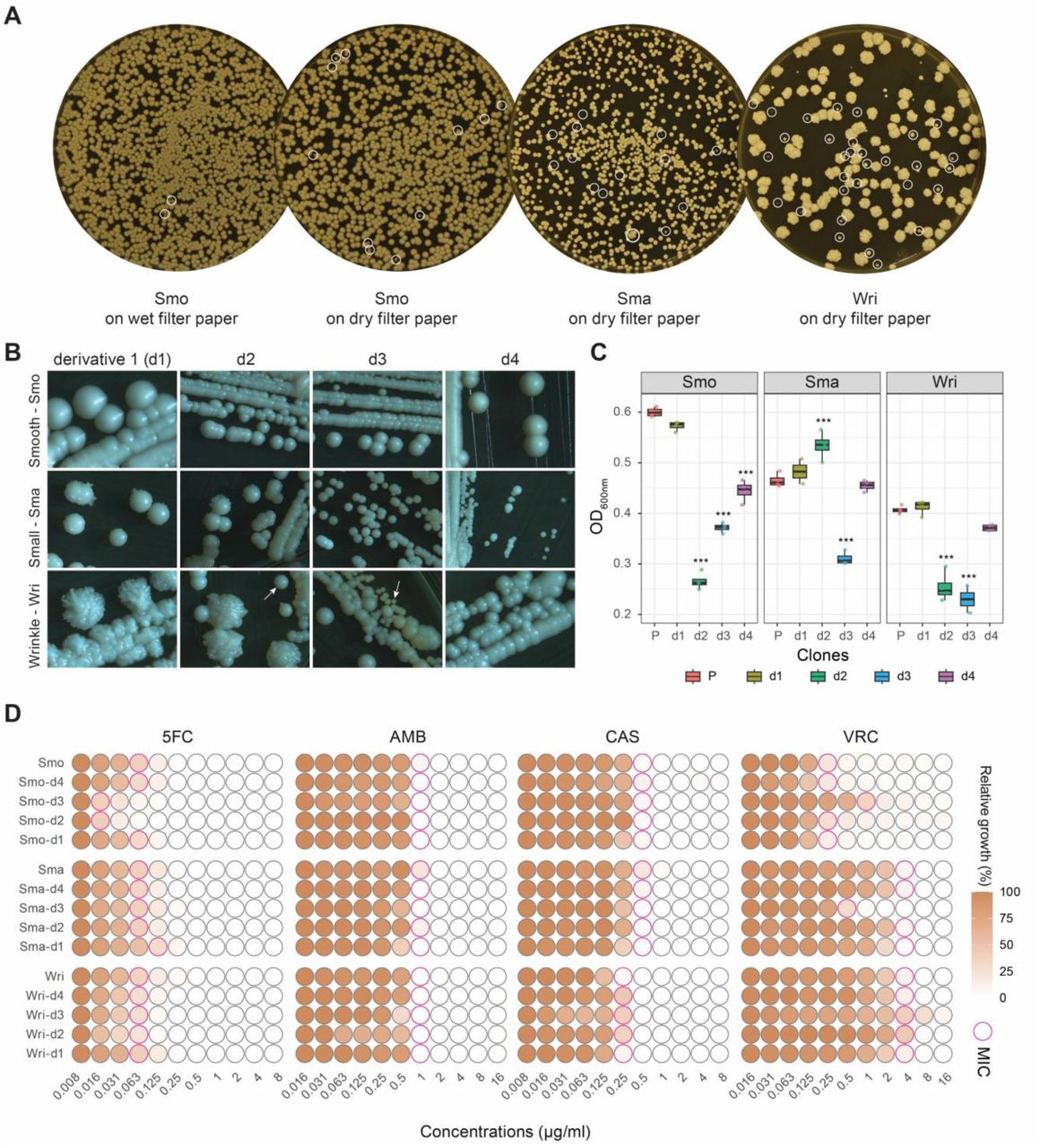 Drying of C. auris isolates on filter paper promotes emergence of new morphotypes.A. C. auris cell suspensions (∼ 109 cells/ml) were spotted onto sterile Whatman filter paper. Wet filter papers were sealed in microcentrifuge tubes, while dried filters were folded in sterile aluminum foil. Preserved wet and dry colonies were re-isolated on YPD agar after two weeks. White circles indicate new morphotypes. B. Four colonies from each parental strain were re-streaked on YPD agar at 37°C and preserved for further experiments. C. Biomass of different derivatives in (B) growth in RPMI-MOPS pH7 for 24 hours at 37°C measured by recording OD600nm. D. Dose response MIC assay of derivatives collected in (B). MIC wells indicated threshold 50% growth inhibition compared to no-drug control well for all drugs, except a threshold 90% chosen for AMB.