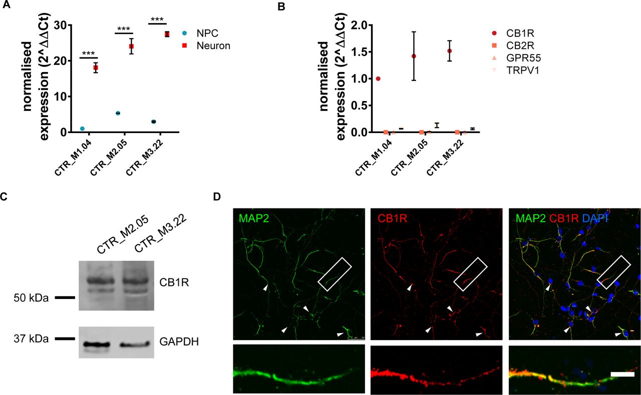 Expression of cannabinoid receptors in hiPSC-neurons.(A) Expression of CB1R in NPCs and neurons in three independent hiPSC lines. In all three lines, CB1R expression increases as cells differentiate into neurons: (F(2,12)=6.49, p < 0.05, Bonferroni Post Hoc, ***, p < 0.001, two-way ANOVA; n = 3 independent cultures for each line). (B) Comparison of the expression of CB1R, CB2R, GPR55 and TRPV1 receptors in day 30 hiPSC-neurons. Whereas CB1R is highly expressed, no expression of CB2R, GPR55 or TRPV1 receptors was detected in three hiPSC-lines: (F(6,12)=1.896, p < 0.05, Bonferroni Post Hoc, ***, p < 0.001, two-way ANOVA; n = 2 independent cultures for each line). (C) Western blot demonstrating expression of CB1R in day 30 hiPSC-neurons derived from 2 independent hiPSC-lines. A prominent band is observed at ∼53 kDa, predicted molecular weight of CB1R. (D) Representative confocal images of day 30 hiPSC-neurons immunostained for MAP2 (morphological marker) and CB1R. Immunoreactive puncta for CB1R can be found within the cell soma (white arrow heads) and along MAP2-psoitive neurites. Insets are of high magnification zooms of dendrite highlighted by white box in main image. Scale bar = 5 µm.
