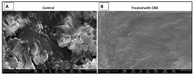 SEM images depicting the comparison between untreated (control) and treated (0.125 µg/mL CBD) S. typhimurium biofilms. Untreated S. typhimurium biofilm resulted in continued persistence (A). CBD treatment at 1.25 µg/mL resulted in a reduction of S. typhimurium characterized by fragmented cells suggesting S. typhimurium cell death (B).