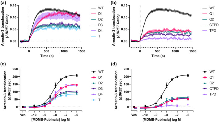 Arrestin‐3 translocation to different CB1 receptor C‐terminal receptor mutants. HEK293 cells transiently expressing pplss‐3HA‐hCB1 receptor WT or mutants and arrestin translocation BRET assay components were stimulated for 25 min with 100 nM MDMB‐Fubinaca. Kinetic time series data are shown for each mutant in (a) and (b), where lines represent mean ΔBRET ratio and shading represents the associated SEM (n = 15, WT; n = 5, each mutant). (c,d) AUC‐derived concentration‐response data of each mutant, showing mean ΔBRET.sec and associated SD of a representative experiment conducted in triplicate and repeated five times for each mutant.