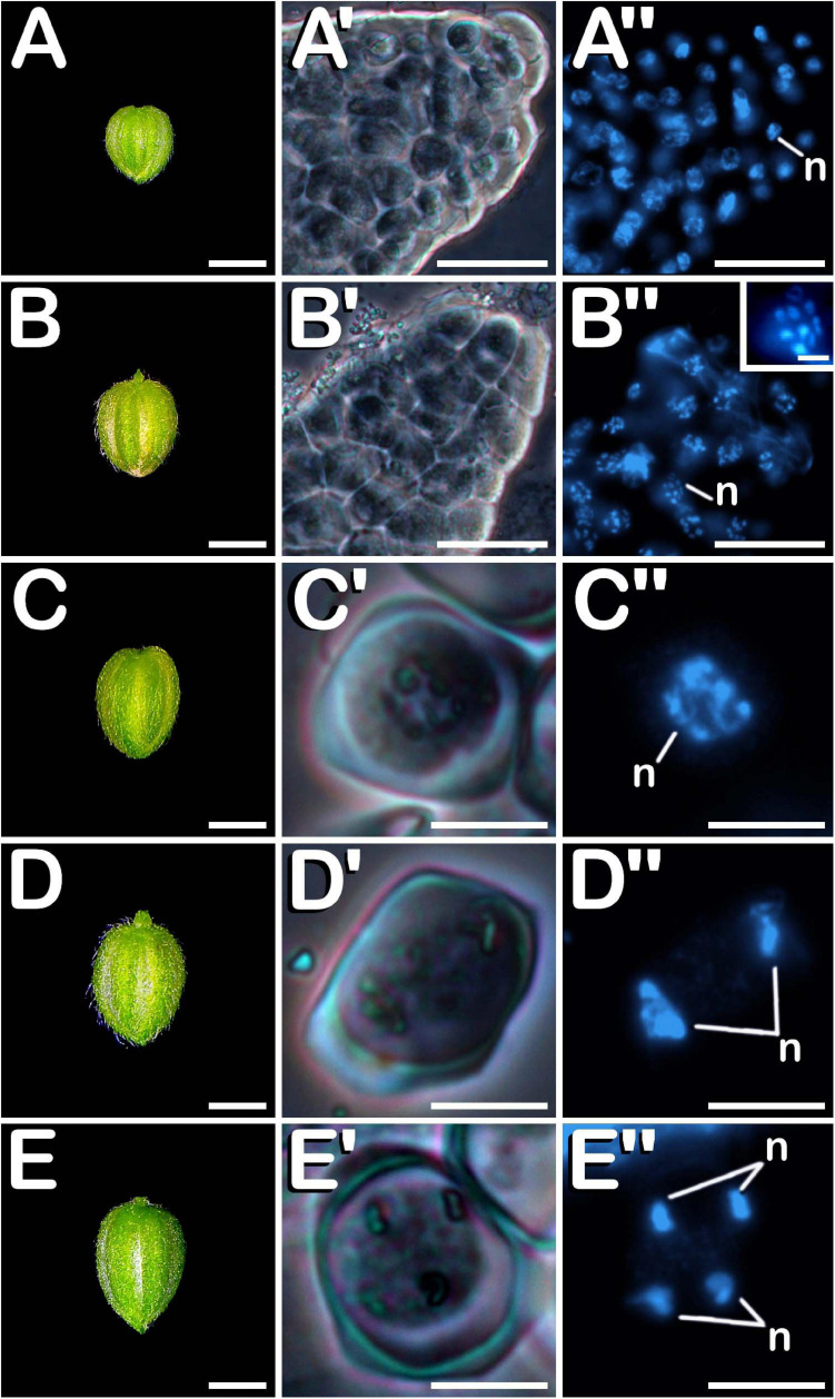 Meiosis development in C. sativa. The different developmental stages are described as follows: (A–E) C. sativa var. Finola (dioecious male) staminate flowers growing in size. (A′,A″) Compact mass of clustered microspore mother cells in prophase I. (B′,B″) Compact mass of clustered microspore mother cells in metaphase I and individual microspore mother cell showing 10 bivalents (inset in B″). (C′,C″) Isolated microspore mother cell. (D′,D″) Meiocyte with two nuclei in telophase I. (E′,E″) Meiocyte with four nuclei in telophase II. (A′–E′) Phase-contrast microscope images. (A″–E″) Fluorescent microscope images after DAPI staining. Scale bars (A–E): 1 mm. Scale bars (A′,B′) and (A″,B″): 40 μm. Scale bar (inset in B″): 5 μm. Scale bars (C′–E′) and (C″–E″): 10 μm. n, nucleus.